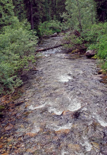Dağ taş nehir orman.