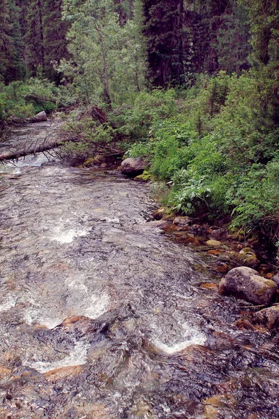 Il fiume di pietra di montagna nella foresta . — Foto Stock