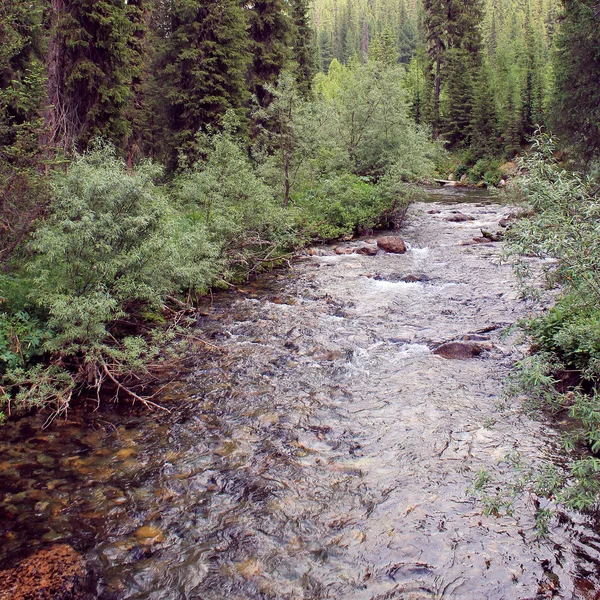 A hegyi kő folyó az erdő. — Stock Fotó