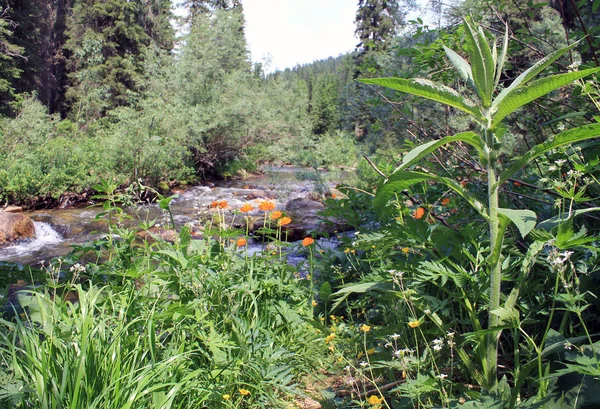 El río de piedra de montaña en el bosque . — Foto de Stock