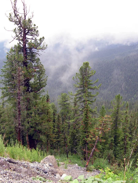 Mystic fog in mountains and a pine forest