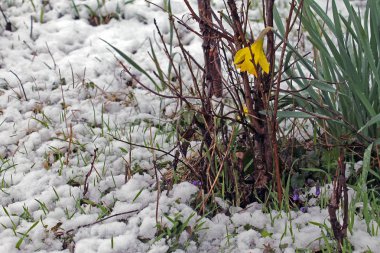 Sarı nergis kitapta. Bahar güzellik çiçek. hediye kartı