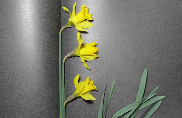 Narciso giallo nel libro. fiore di bellezza di primavera. carta regalo — Foto Stock