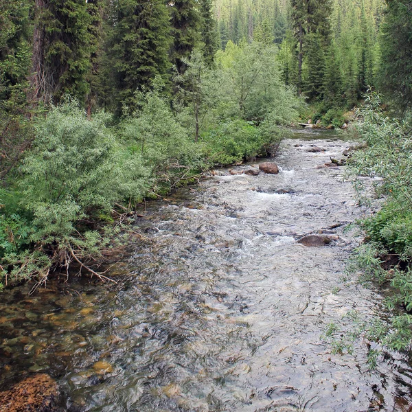 O rio de pedra de montanha na floresta . — Fotografia de Stock