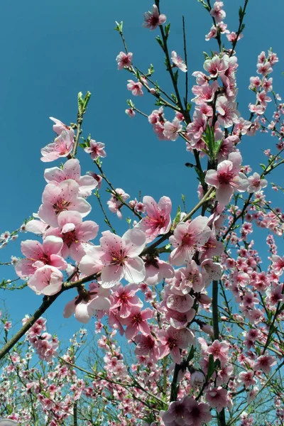 Rosafarbene Kirschblüte im Frühling über blauem Himmel. — Stockfoto