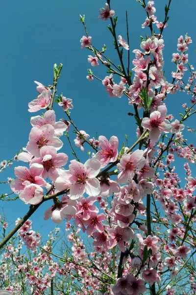 봄에 꽃피는 분홍빛 벚꽃이 푸른 하늘 위로 피는 모습. — 스톡 사진