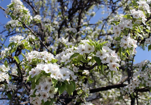 Pembe kiraz çiçekleri ilkbaharda mavi gökyüzünde.