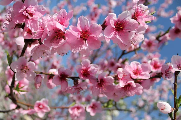 Pink cherry blossom flower in spring time over blue sky. — Stock Photo, Image