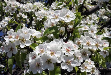 Pembe kiraz çiçekleri ilkbaharda mavi gökyüzünde.