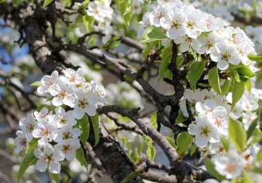 Pembe kiraz çiçekleri ilkbaharda mavi gökyüzünde.