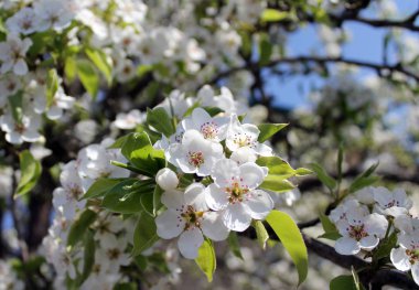 Pembe kiraz çiçekleri ilkbaharda mavi gökyüzünde.