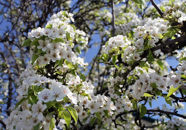 Pink cherry blossom flower in spring time over blue sky. Stock Photo