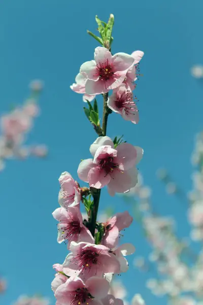 青空の上の春のピンクの桜. — ストック写真