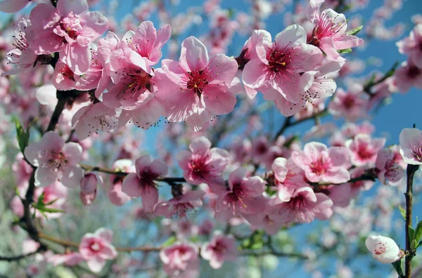 Roze kersenbloesem bloem in het voorjaar boven de blauwe hemel. — Stockfoto