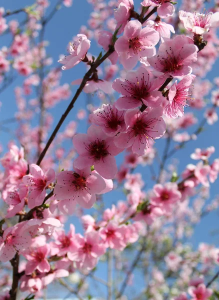 Pembe kiraz çiçekleri ilkbaharda mavi gökyüzünde. — Stok fotoğraf