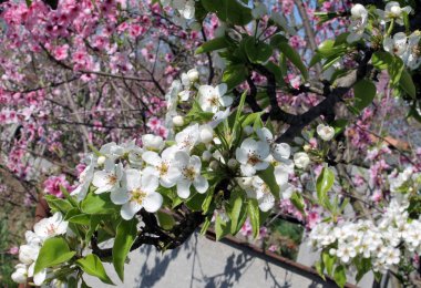 Pembe kiraz çiçekleri ilkbaharda mavi gökyüzünde.