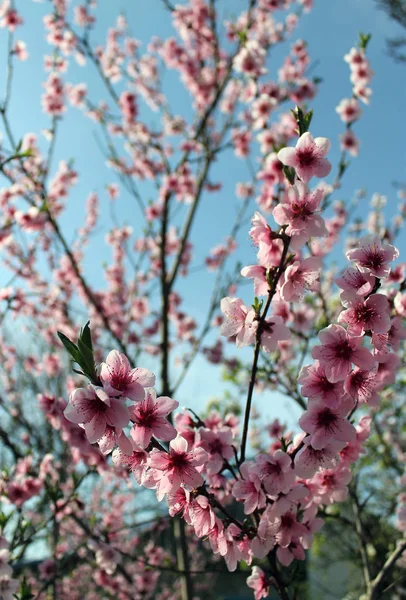 Flor de cerezo rosa en primavera sobre el cielo azul. — Foto de Stock