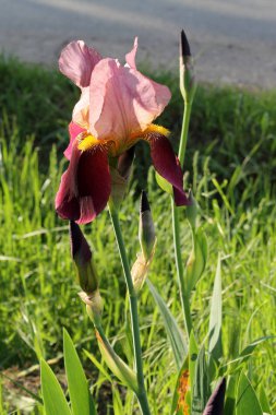 Iris çiçek closeup, gevrek bir bahar sabahı çiçek güzel mor çiçek