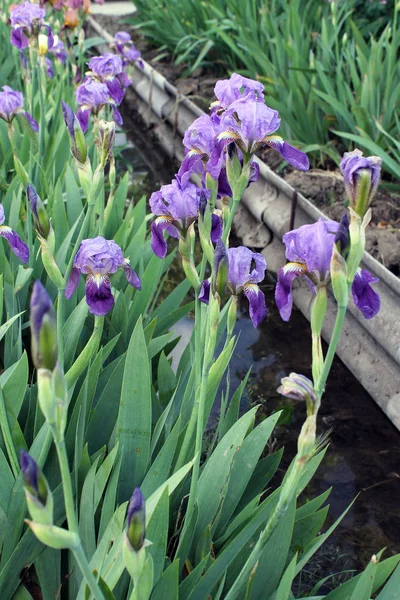 Iris çiçek closeup, gevrek bir bahar sabahı çiçek güzel mor çiçek
