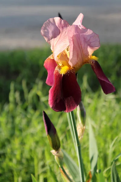 A flor da íris closeup, bela flor roxa em flor em uma manhã de primavera nítida — Fotografia de Stock