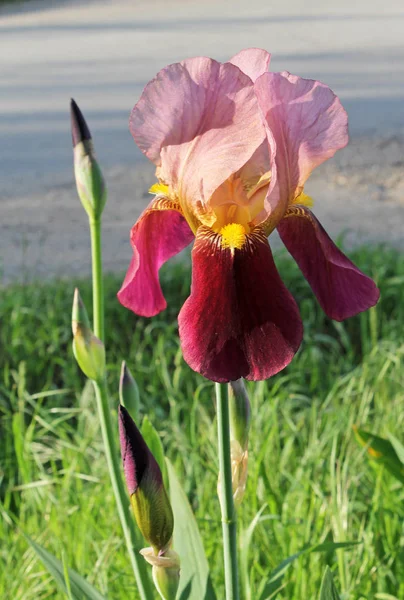 Plášť s květinou, nádherná purpurová květina v květu na svěží jarní ráno — Stock fotografie