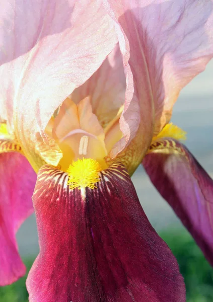 Квітка райдуги крупним планом, красива фіолетова квітка цвіте на хрусткому весняному ранку — стокове фото