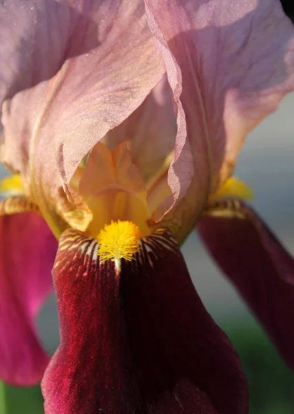 Plášť s květinou, nádherná purpurová květina v květu na svěží jarní ráno — Stock fotografie