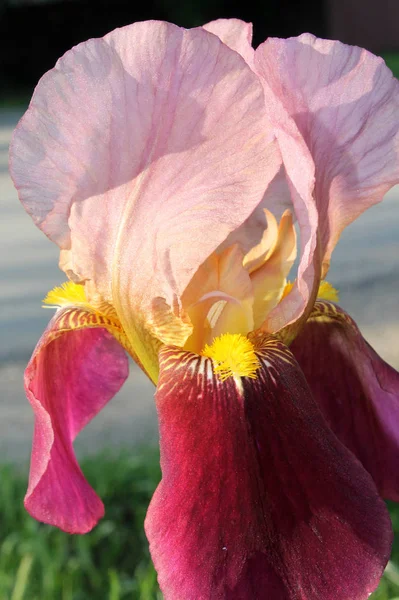 A flor da íris closeup, bela flor roxa em flor em uma manhã de primavera nítida — Fotografia de Stock