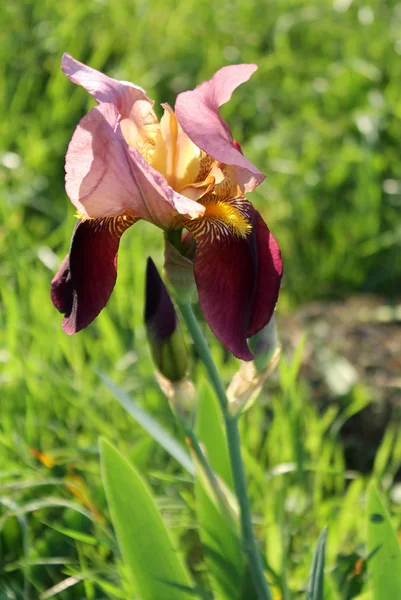 A flor da íris closeup, bela flor roxa em flor em uma manhã de primavera nítida — Fotografia de Stock