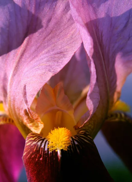 The iris flower closeup, Beautiful purple flower in bloom on a crisp spring morning Royalty Free Stock Images