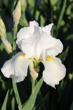 Iris çiçek closeup, gevrek bir bahar sabahı çiçek güzel mor çiçek