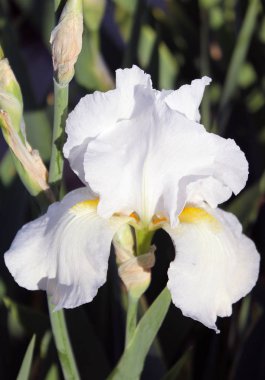 Iris çiçek closeup, gevrek bir bahar sabahı çiçek güzel mor çiçek