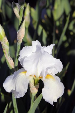 Iris çiçek closeup, gevrek bir bahar sabahı çiçek güzel mor çiçek