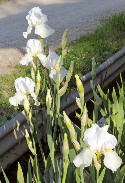 A flor da íris closeup, bela flor roxa em flor em uma manhã de primavera nítida — Fotografia de Stock