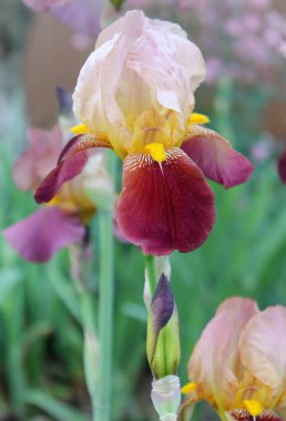 Iris çiçek closeup, gevrek bir bahar sabahı çiçek güzel mor çiçek