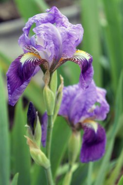 Iris çiçek closeup, gevrek bir bahar sabahı çiçek güzel mor çiçek
