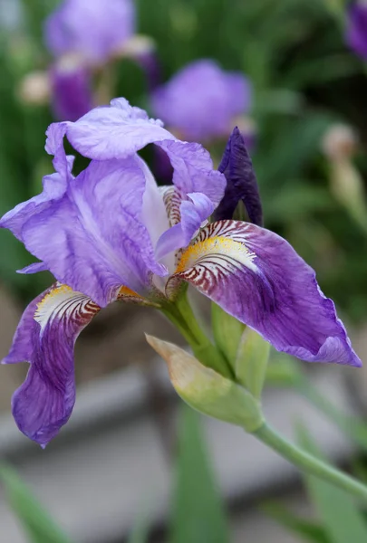 A flor da íris closeup, bela flor roxa em flor em uma manhã de primavera nítida — Fotografia de Stock