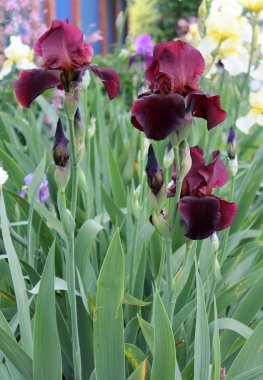 Iris çiçek closeup, gevrek bir bahar sabahı çiçek güzel mor çiçek
