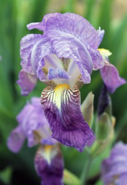 Iris çiçek closeup, gevrek bir bahar sabahı çiçek güzel mor çiçek