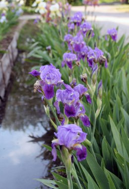 Iris çiçek closeup, gevrek bir bahar sabahı çiçek güzel mor çiçek