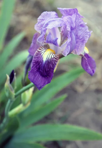 El primer plano de la flor del iris, hermosa flor púrpura en flor en una mañana de primavera crujiente — Foto de Stock