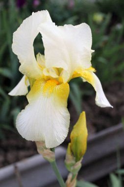 Iris çiçek closeup, gevrek bir bahar sabahı çiçek güzel mor çiçek