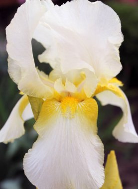 Iris çiçek closeup, gevrek bir bahar sabahı çiçek güzel mor çiçek