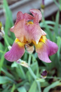 Iris çiçek closeup, gevrek bir bahar sabahı çiçek güzel mor çiçek