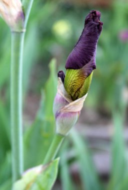 Iris çiçek closeup, gevrek bir bahar sabahı çiçek güzel mor çiçek