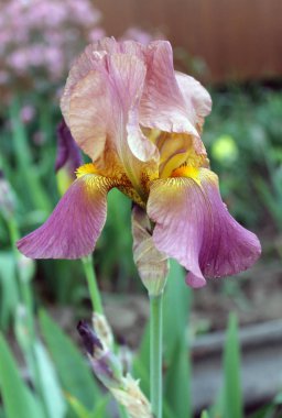 Iris çiçek closeup, gevrek bir bahar sabahı çiçek güzel mor çiçek