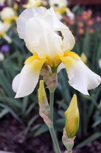 El primer plano de la flor del iris, hermosa flor púrpura en flor en una mañana de primavera crujiente — Foto de Stock