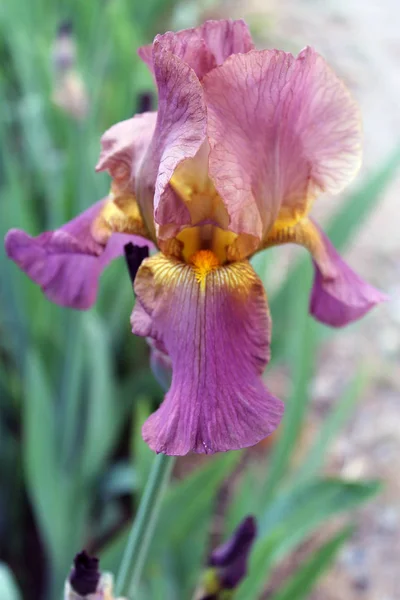 Il primo piano del fiore dell'iride, bellissimo fiore viola in fiore in una frizzante mattina di primavera — Foto Stock