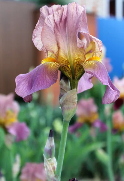 Kwiat tęczówki zbliżenie, piękny fioletowy kwiat w rozkwicie na ostry wiosenny poranek — Zdjęcie stockowe