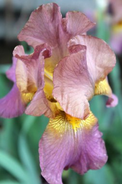 Iris çiçek closeup, gevrek bir bahar sabahı çiçek güzel mor çiçek